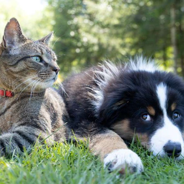 Dealing with pet problems when relationships end