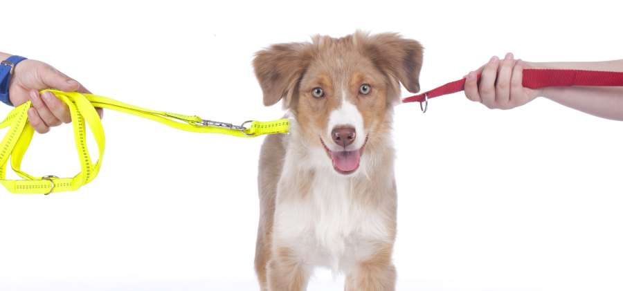 Dealing with disagreements over pets when relationships end